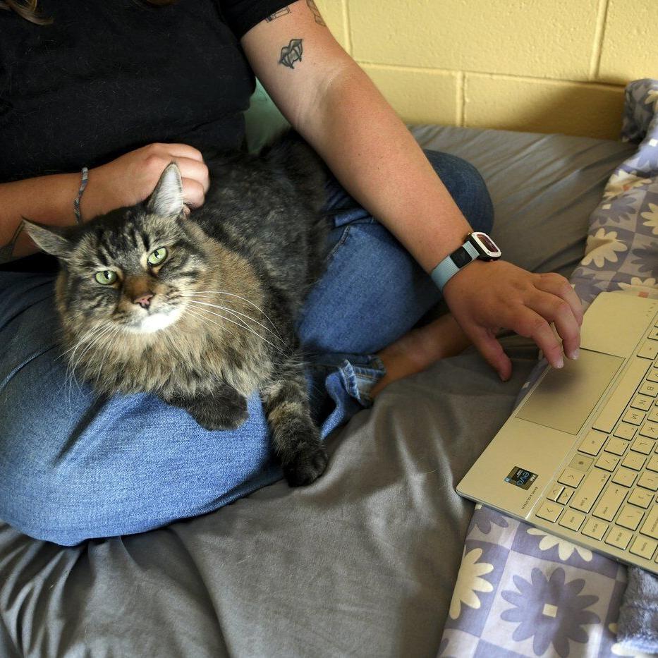 Photos of pets in dorms: Colleges are welcoming animals to help students feel at home